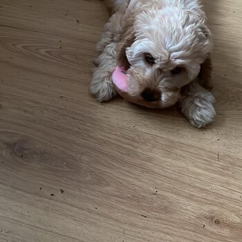 Adorable cockapoo puppy for sale 