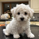 Bichon Frise-2