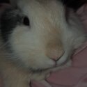 Lionhead male rabbit-2