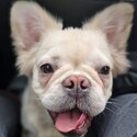 Fluffy frenchy full visual  kc  registered 8 months female -0