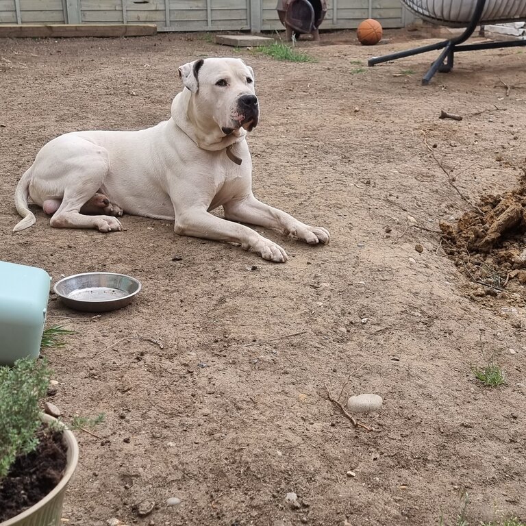 American bully for sale 