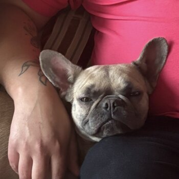 Female French bulldog