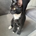 Female Tuxedo Cat-4