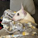 Gorgeous English bull terrier pup-1