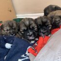 2 Yorkshire terrier/shih tzu pups-3