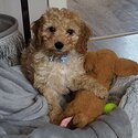 Male miniature cockapoo 12 weeks old with everything he needs-2