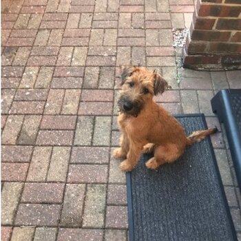 Beautiful 5month Irish Terrier