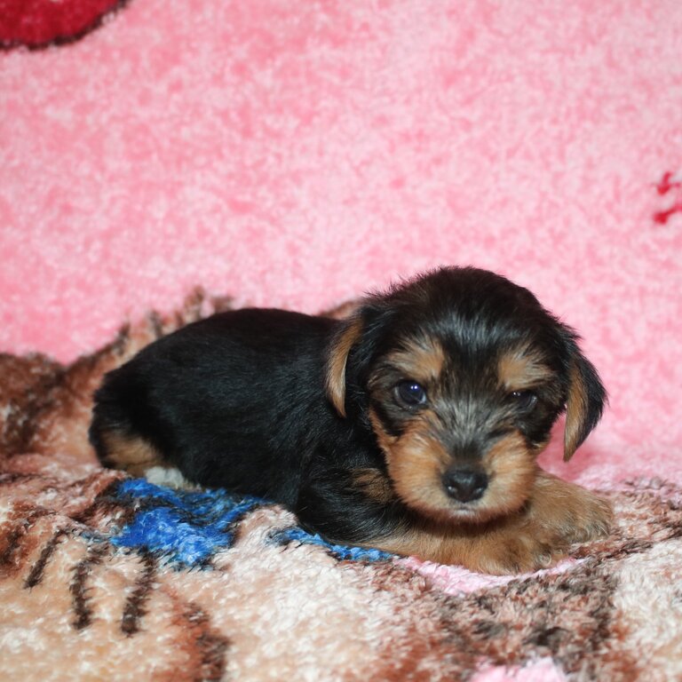 YORKSHIRE TERRIERS/BIEWERS FOR SALE