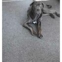 Female cane corso-0