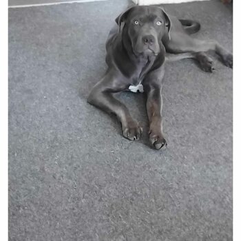 Female cane corso