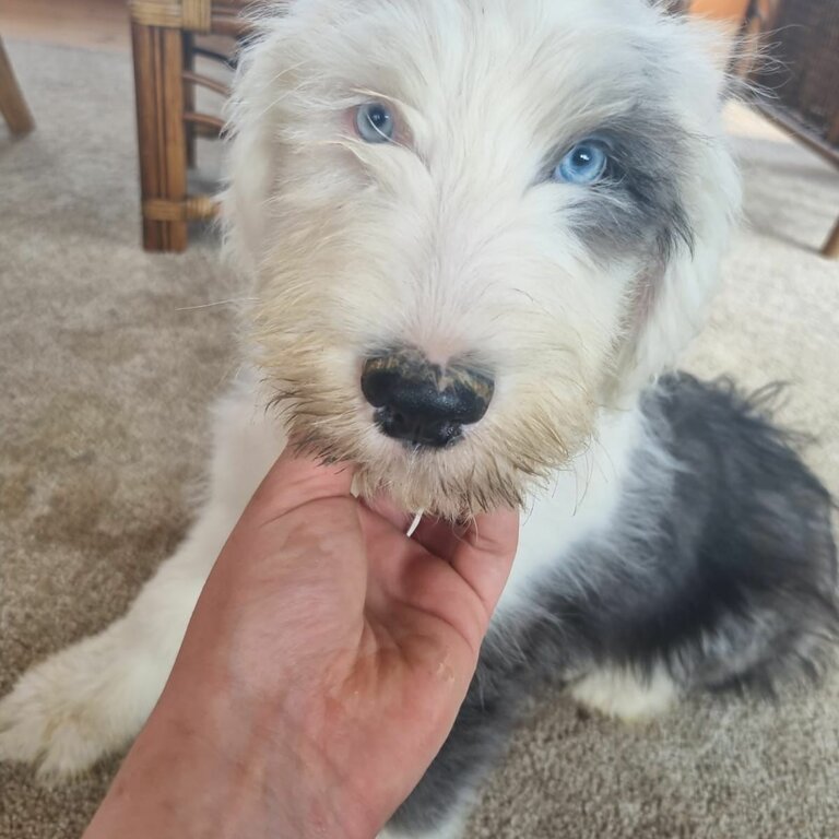 Old English Sheepdog pup