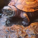 Musk turtle -3