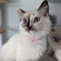 GCCF Registered Ragdolls Kittens-2