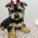 Purebred Tiny Yorkie Puppies-3