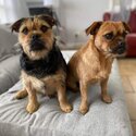 Looking for loving home for brother and sister dogs-2