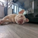 French bulldog puppy 7 months -4