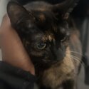 Female cat for sale in the birmingham area.-0