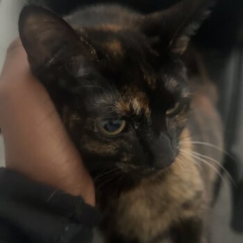 Female cat for sale in the birmingham area.