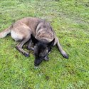 Belgian Malinois Trained for sape-1