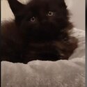 Pedigree Mainecoon kittens for sale-2