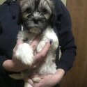 Malshi x Shih Tzu