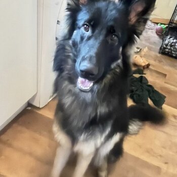 Male gsd 