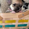 Chihuahua long haired puppy’s -1