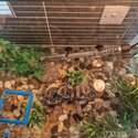 Urgent rehoming or 5 year old Musk turtle-4