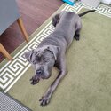 9 m/o Cane Corso looking for a new home! -3