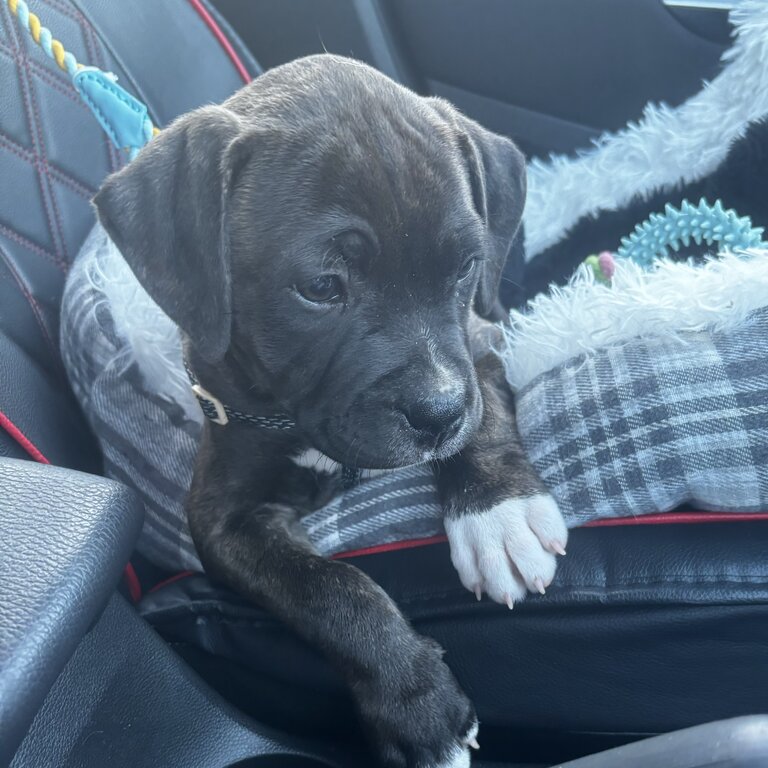 American bulldog X staffy