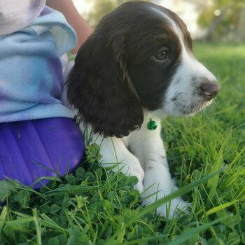 Sprocker spaniel puppies 