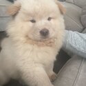 Gorgeous Chow Chow pup for sale -4