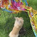 Gold Lionhead buck (male) 5 months old -2