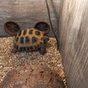 Horsefield Tortoise -1