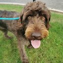 Male, Chocolate Brown- Labradoodle-1