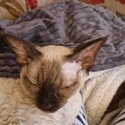 Beautiful Seal Point Devon Rex Girl Available -3