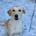 Female labrador retriever -0