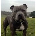 BEAUTIFUL STAFFORDSHIRE BULL TERRIER PUPPIES in Birmingham-5