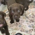 Gorgeous Labrador puppies for sale -5