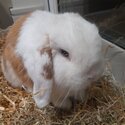 Mini Lop Boy Rabbit - BooBoo-3