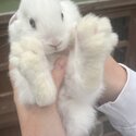 4 10 week old mini lop cross Netherland dwarf bunnies for sale-3