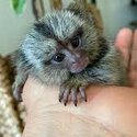 playful  pygmy marmoset Capuchin monkeys,-2