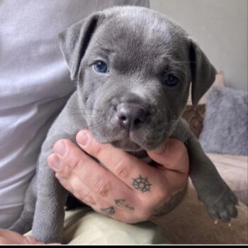 BLUE STAFFORDSHIRE PUPPIES FOR SALE AND ADDOPTION