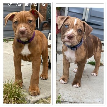 Stunning chocolate tri merle male & stunning red bitch