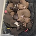 Clear Staffy Puppies for sale-4