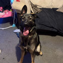 10 month old girl German shepherd -1