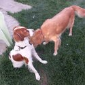 Cody, Brittany Spaniel, Needing Forever Home-2