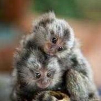 Pygmy Marmoset Monkey.