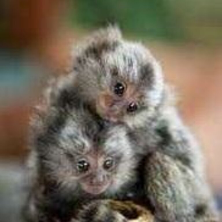 Pygmy Marmoset Monkey.