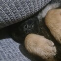 Kc german shepherd puppies-2